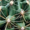 Ferocactus _hamatacanthus ssp.hamatacanthus (yellow spined form) 09